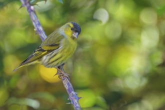Eurasian Siskin (Spinus spinus) male, Abruzzo, Italy