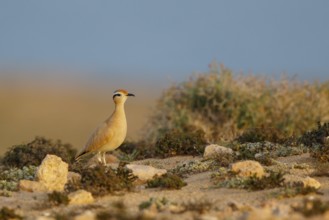 Cream-colored Courser (Cursorius cursor), Fuerteventura, Spain