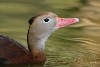 Black-bellied Whistling Duck (Dendrocygna autumnalis), Arizona, USA
