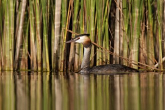 Great Crested Grebe (Podiceps cristatus), Berlin, Germany