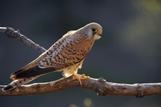 Lesser Kestrel (Falco naumanni) female, Extremadura, Spain