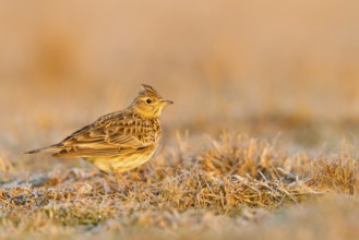 Eurasian Skylark (Alauda arvensis), Baden-Wuerttemberg, Germany