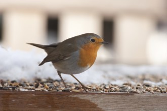 European Robin (Erithacus rubecula), St. Gallen, Switzerland