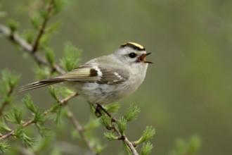 Golden-crowned Kinglet (Regulus satrapa) singing, Michigan, USA