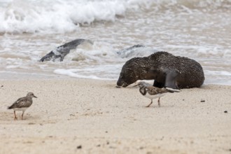 Ruddy turnstone (Arenaria interpres), sea lions (Zalophus wollebaeki), San Cristobal, Galapagos,