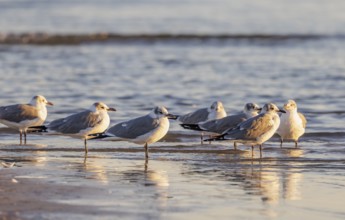 Seagulls wading at the waterline searching for food along the Mississippi Gulf Coast in evening