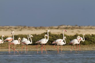 Greater Flamingo (Phoenicopterus roseus), Oman