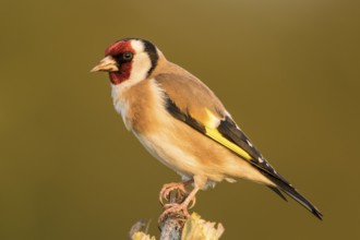 European Goldfinch (Carduelis carduelis), Baden-Wuerttemberg, Germany