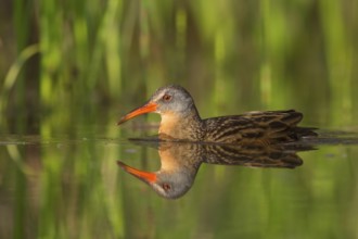 Virginia Rail (Rallus limicola), British Columbia, Canada