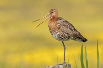 Black-tailed Godwit (Limosa limosa) calling, Texel, Netherlands