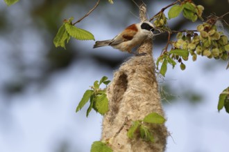 Eurasian Penduline Tit (Remiz pendulinus) male building nest, Saxony-Anhalt, Germany