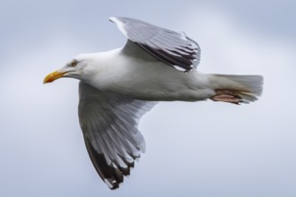 European Herring Gull (Larus argentatus), flying, East Yorkshire, United Kingdom