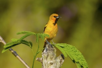 Streak-backed Oriole Icterus pustulatus El Tuito, Jalisco, Mexico 10 June Immature Male Icteridae