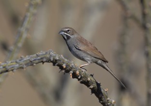 Five-striped Sparrow (Amphispiza quinquestriata), Arizona, USA