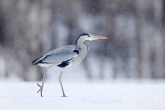 Grey Heron in white snow wind during cold winter. Wildlife scene from Norway nature. Snow storm