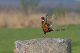 Fasan (Phasianus colchicus) Common Pheasant, male
