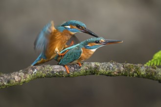 Common Kingfisher (Alcedo atthis) pair mating, Lower Saxony, Germany