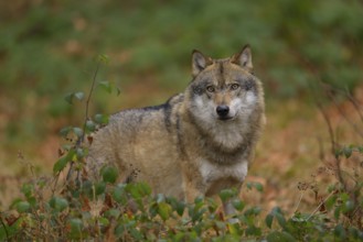 Wolf (Canis lupus) European Grey Wolf