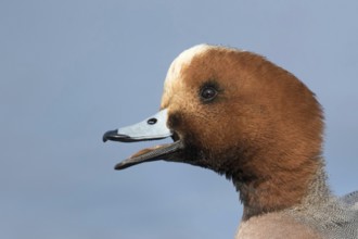 Smient portret, Eurasian Wigeon portret