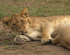 African Lion (Panthera leo) young female has her sister's tail in her mouth, Masai Mara, Kenya
