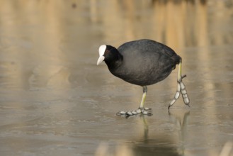 Meerkoet lopend op ijs, Coot walking on ice
