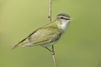 Red-eyed Vireo (Vireo olivaceus) singing, Saskatchewan, Canada