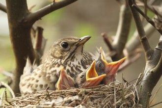 Song Thrush (Turdus philomelos) chick, Lower Saxony, Germany