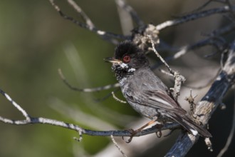 Cyprus Warbler (Sylvia melanothorax) male, Cyprus