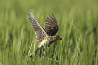 Eurasian Skylark (Alauda arvensis) flying, Rhineland-Palatinate, Germany