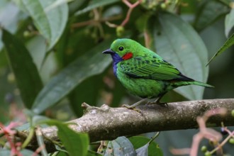 Orange-eared Tanager (Chlorochrysa calliparaea) perched on a branch in the Amazon in Peru