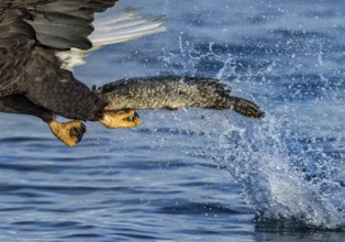 Bald Eagle (Haliaeetus leucocephalus) catching fish, Alaska, USA