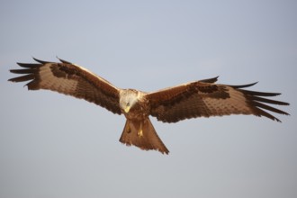 Red Kite (Milvus milvus) flying, Spain
