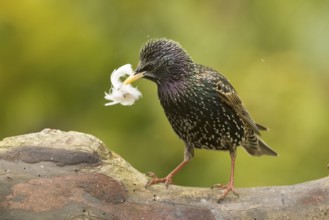 Common Starling (Sturnus vulgaris) carrying feather in beak, Bavaria, Germany