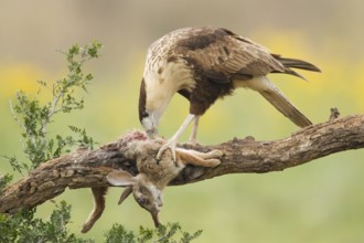 Northern Crested Caracara (Caracara cheriway) juvenile eats on carrion, Texas, USA