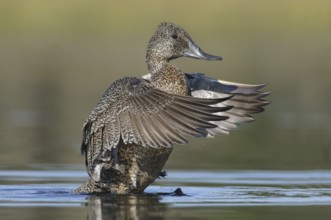 Freckled Duck (Stictonetta naevosa) female flapping Victoria, Australia