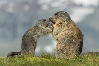 Alpine Marmot (Marmota marmota) adult with young, High Tauern National Park, Carinthia, Austria