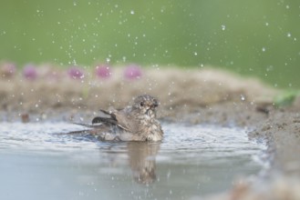 Spotted Flycatcher (Muscicapa striata) bathing, Aosta Valley, Italy