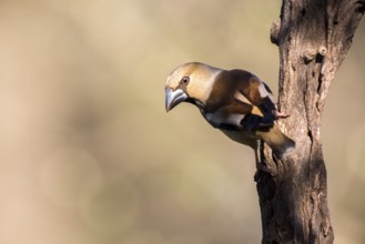 Hawfinch (Coccothraustes coccothraustes) male, Andalusia, Spain