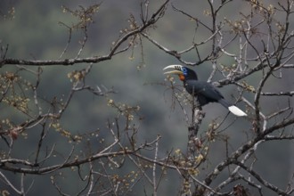 Rufous-necked Hornbill (Aceros nipalensis) male perched in tree, Manas National Park, Bhutan