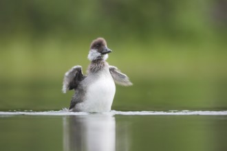 Barrow's Goldeneye (Bucephala islandica) chick, British Columbia, Canada