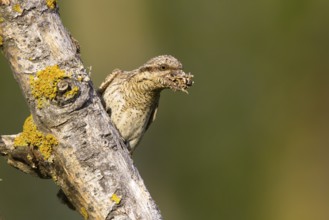 Eurasian Wryneck (Jynx torquilla), Navarra, Spain