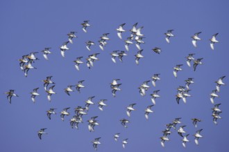 Ruff & Black-tailed Godwit & Sanderling (Calidris pugnax & Limosa limosa & Calidris alba) flock in