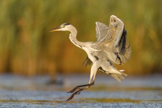 Grey Heron (Ardea cinerea) landing in shallow water, Mallorca, Spain