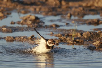 Common Ringed Plover (Charadrius hiaticula) bathing, Mallorca, Spain