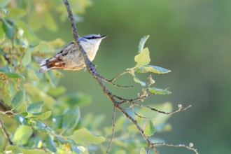 Eurasian Nuthatch (Sitta europaea) perched in tree, Andalusia, Spain