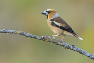 Hawfinch (Coccothraustes coccothraustes) male perched on lichen branch, Andalusia, Spain