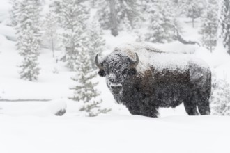 American Bison (Bos bison) adult in snowy countryside in snow storm, Yellowstone National Park,