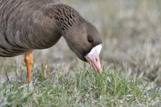Greater White-fronted Goose (Anser albifrons) foraging, North Rhine-Westphalia, Germany