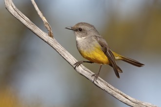 Western Yellow Robin (Eopsaltria griseogularis) perched on a branch, South Australia, Australia