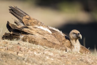 Griffon Vulture (Gyps fulvus) resting on the ground, Andalusia, Spain